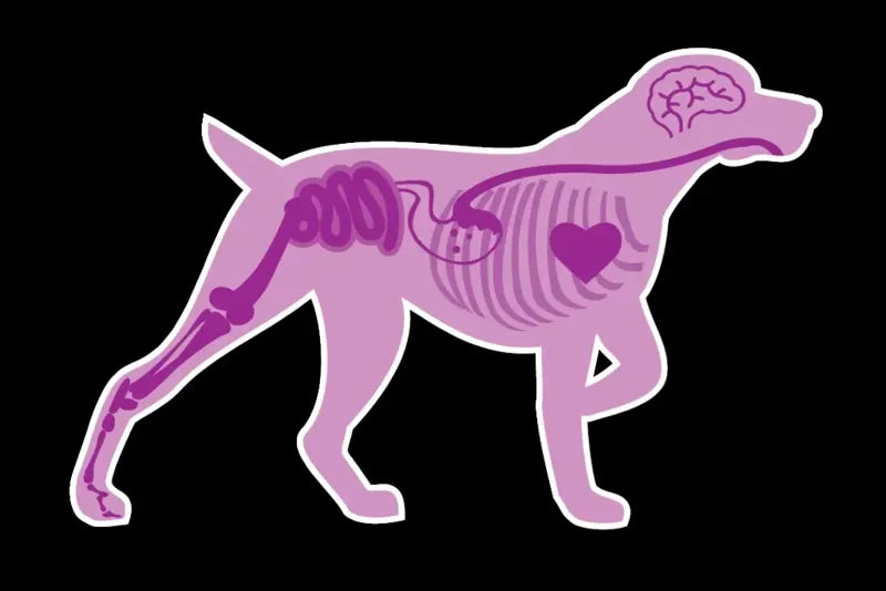 Diagram of a dog highlighting heart, lungs, brain, gut and joints