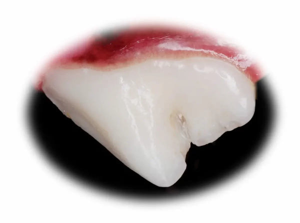 Healthy dog teeth with pink gums