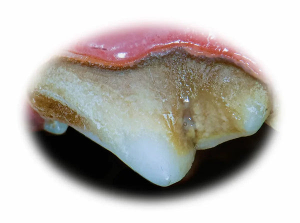 Plaque irritating a dog's gums