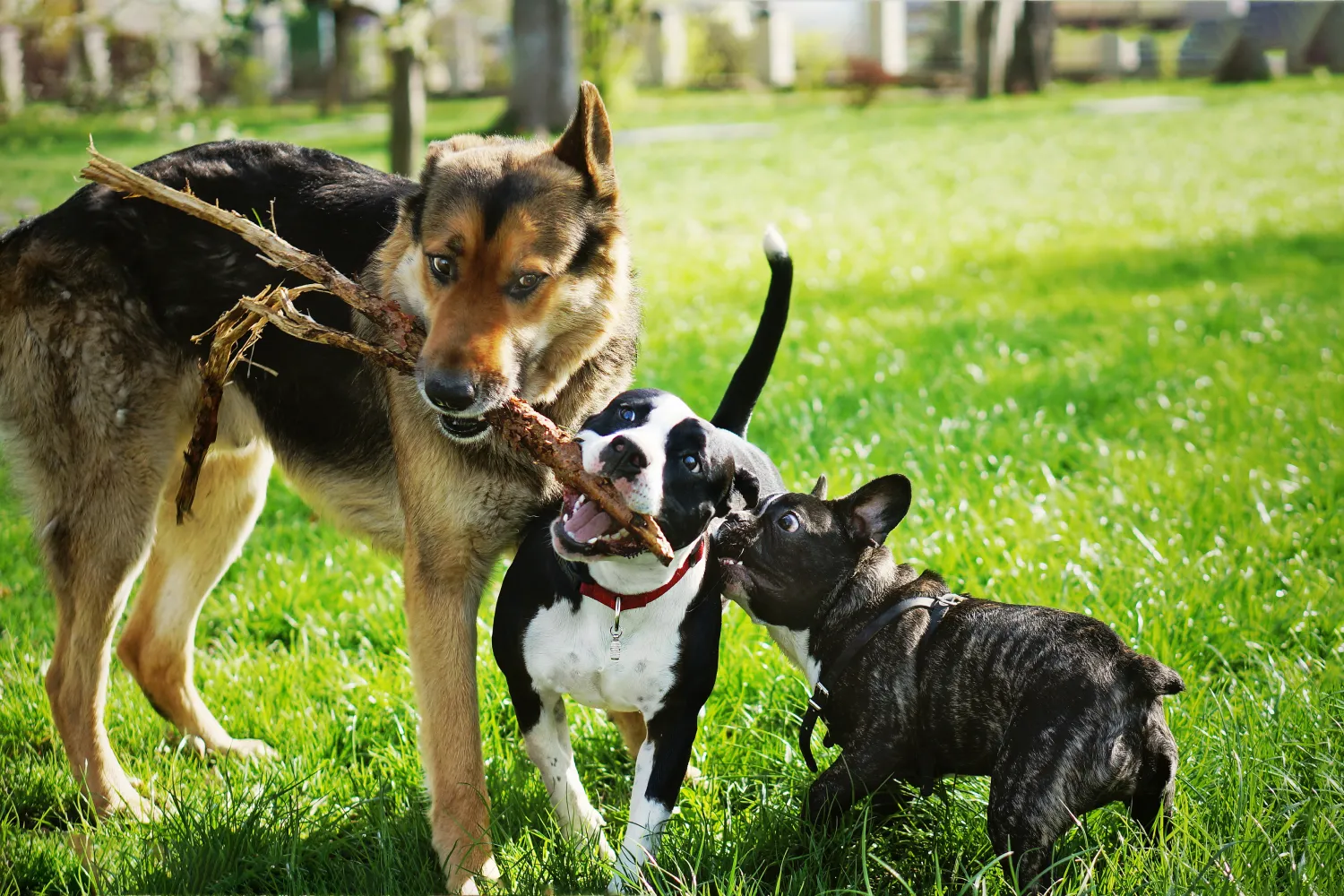 How To Help Your Dog Live a Longer Life