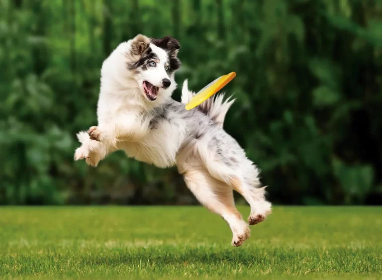 Happy dog playing
