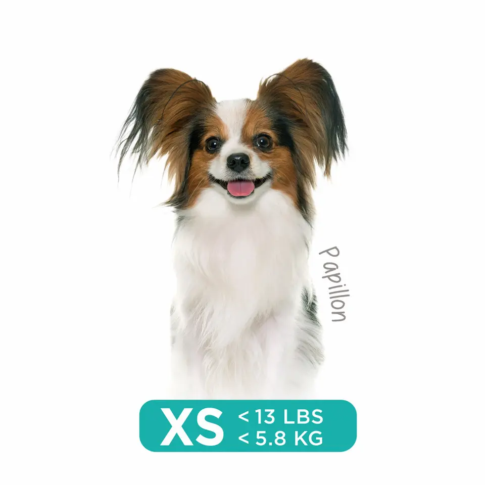 Longevity15 Extra Small - Upsell