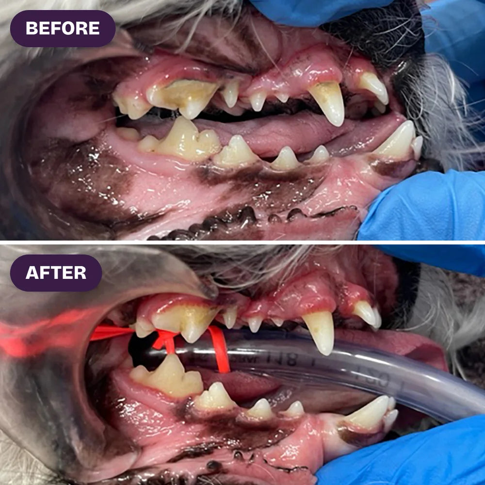 A dog's teeth before and after daily Yummy Combs: brown tartar on the before photo, visibly cleaner teeth after