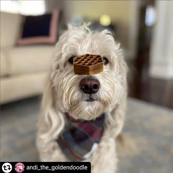 Goldendoodle with Yummy Combs
