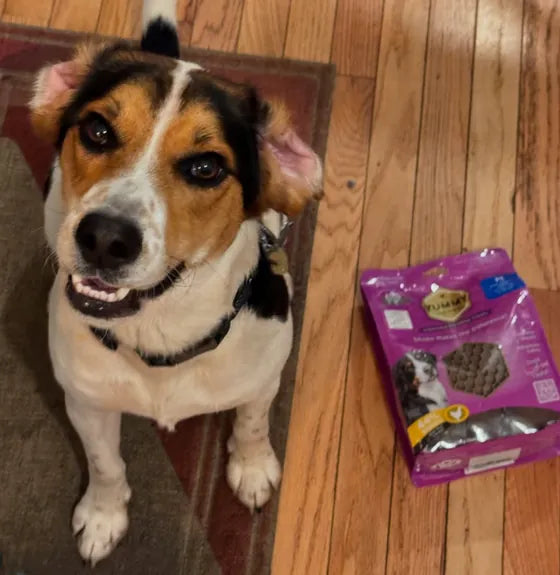 Dog enjoying a Yummy Combs treat