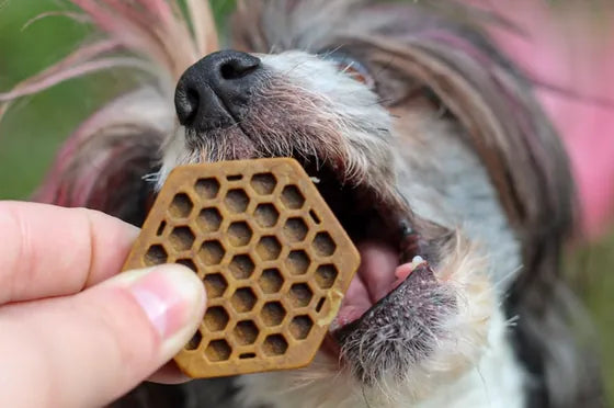 Three dogs waiting for Yummy Combs