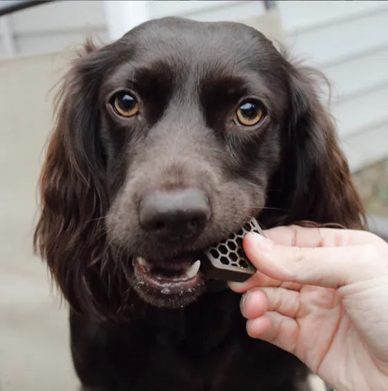 Two dogs with Yummy Combs