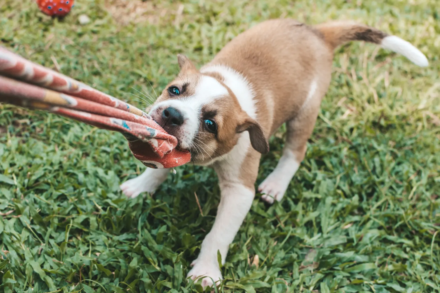 Puppy Teething: Do Dogs Lose Baby Teeth?