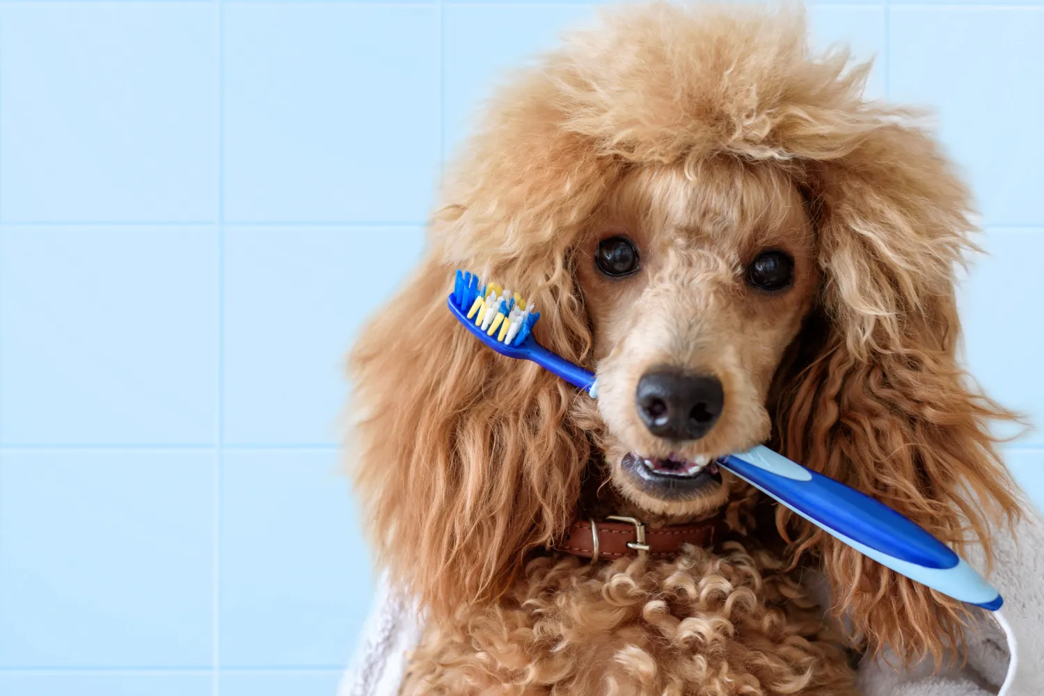 When To Start Brushing Your Puppy's Teeth?