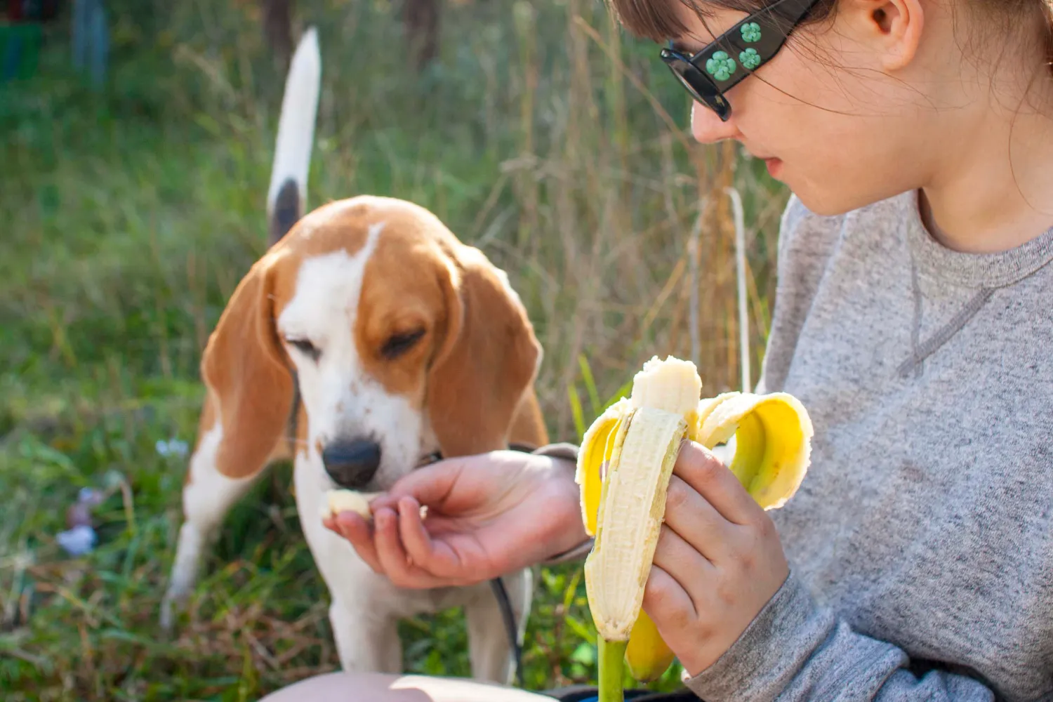 10 Healthy Snack Ideas for Dogs