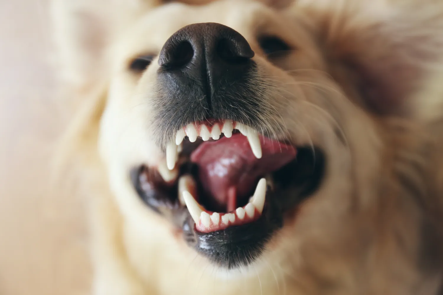 The 4 Stages of Tooth Decay in Dogs