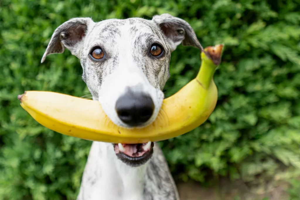 Can Dogs Eat Bananas: The Ultimate Guide