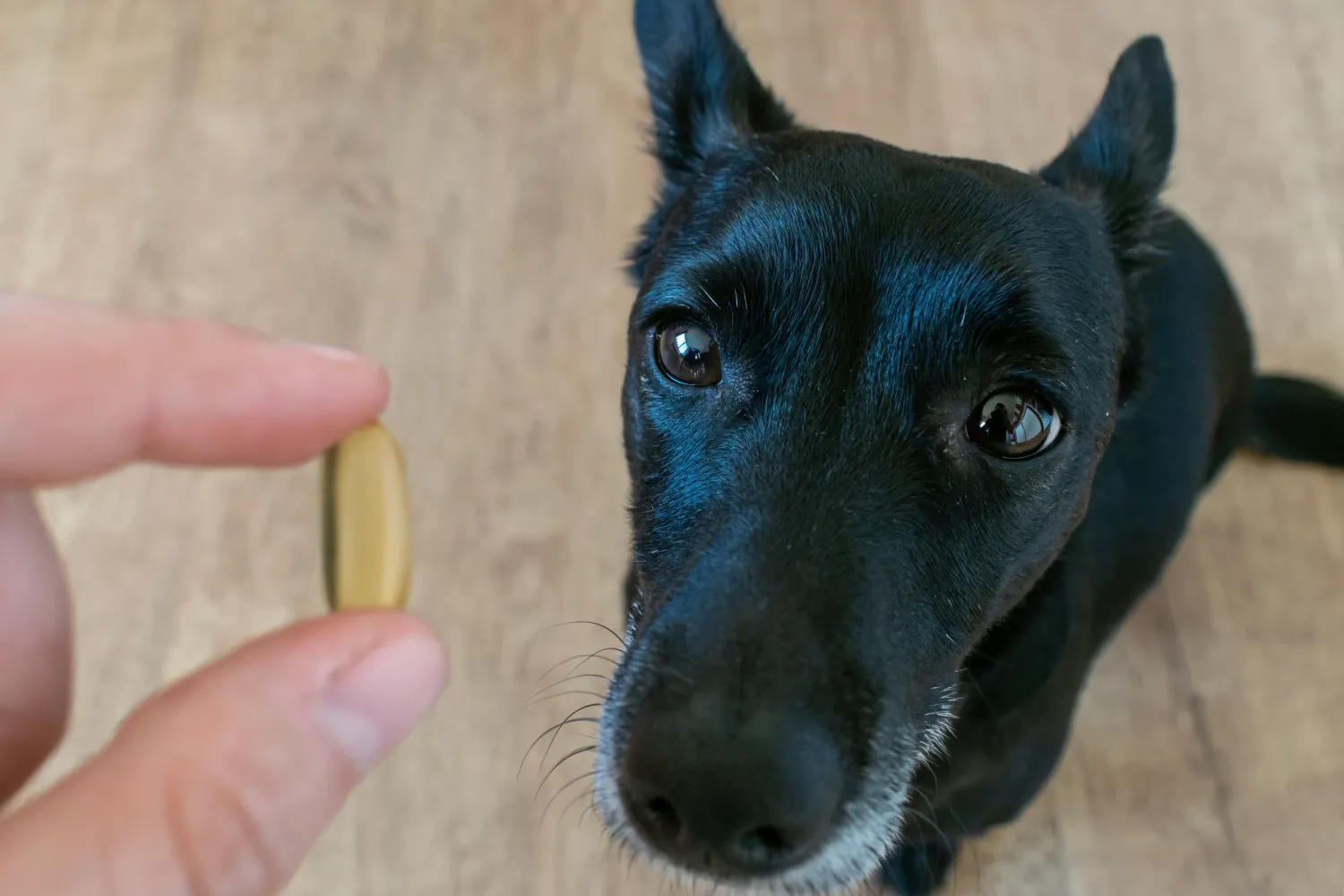 Fish Oil for Dogs: What To Know