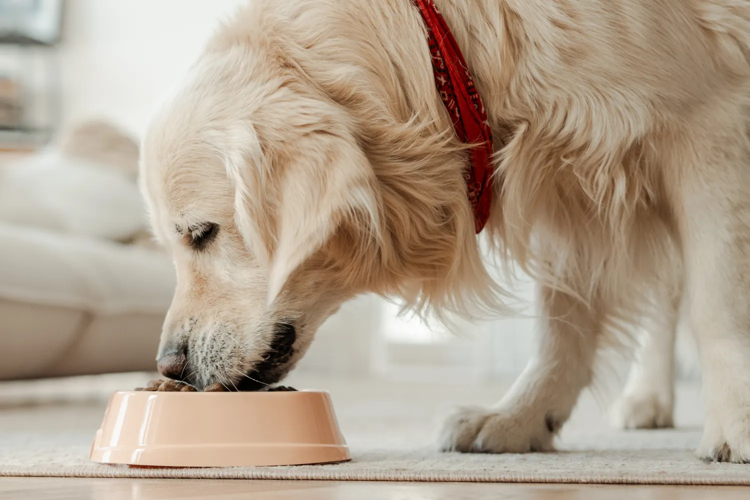 How To Put Your Dog on a Balanced Diet 