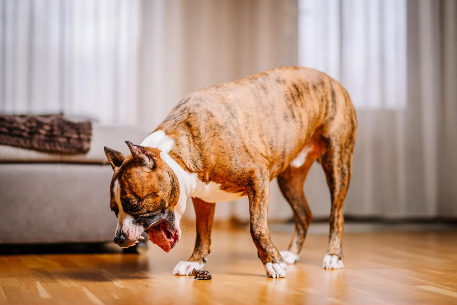 Seeing your dog throw up after eating can be alarming, but chances are there is no reason to panic. Find out the possible causes and what to do.