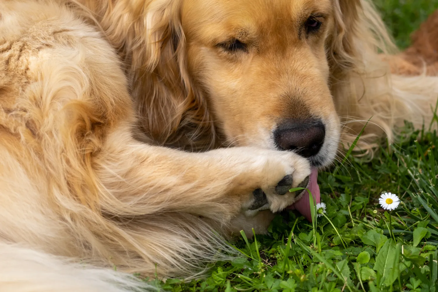 Why Do Dogs Lick Their Paws?