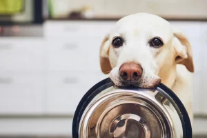 The Best Dog Food for Sensitive Stomachs