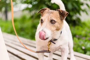 If your dog is not drinking water, there’s reason for concern. Find out possible causes and what you can do to help them drink more water.