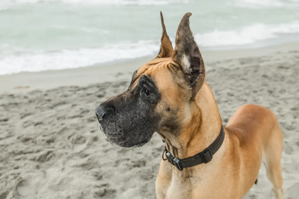 Want a giant breed dog but don’t know if it’s a good idea? Our guide can help you make a good decision.