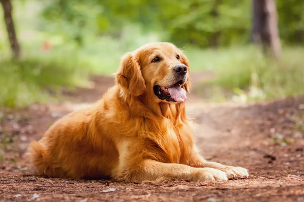Large-breed dogs can make excellent pets, but it is important to know what you are getting into before you adopt one.
