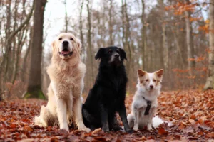 Medium-breed dogs are often thought of as the perfect size. Learn what you should know before you decide to adopt one.