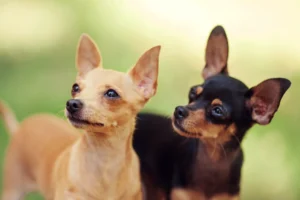 If you are considering a toy breed, read this complete guide to learn everything you should know about how to care for these dogs. 