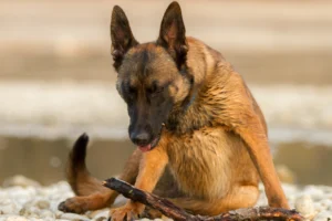 Have you been noticing your dog coughing? Learn symptoms and ways to support your dog’s respiratory health with Yummy Combs.